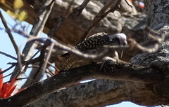 Chloropicus fuscescens