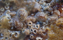 Onchidoris bilamellata