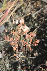 Euphorbia glyptosperma