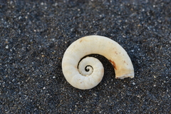 Spirula spirula