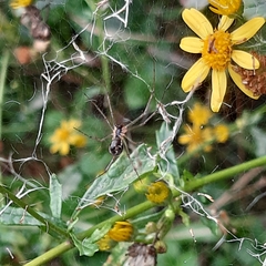 Linyphia triangularis