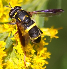 Spilomyia sayi