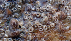 Onchidoris bilamellata