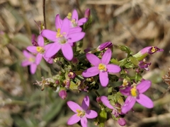 Zeltnera muehlenbergii