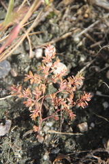 Euphorbia glyptosperma