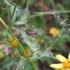 Linyphia triangularis