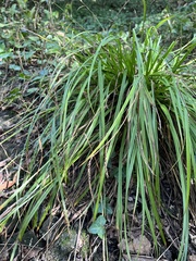 Carex sylvatica