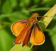 Copaeodes minima