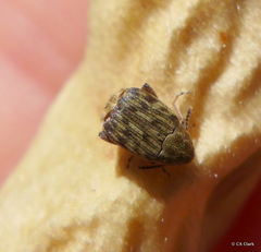 Acanthoscelides obtectus