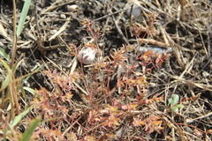 Euphorbia glyptosperma