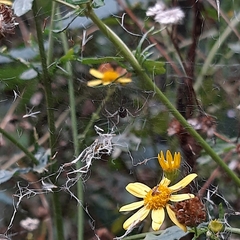 Linyphia triangularis