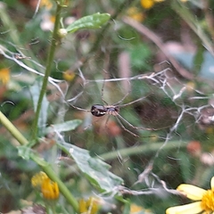 Linyphia triangularis