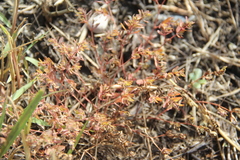 Euphorbia glyptosperma