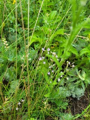 Astragalus austriacus