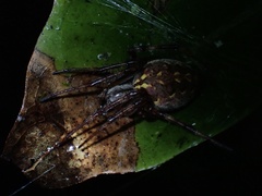 Neoscona theisi
