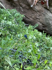 Clematis ligusticifolia