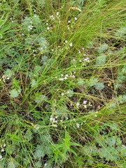 Astragalus austriacus