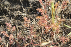 Euphorbia glyptosperma