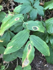 Uvularia grandiflora