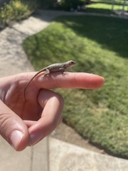 Sceloporus occidentalis biseriatus