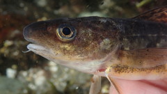 Microgadus tomcod