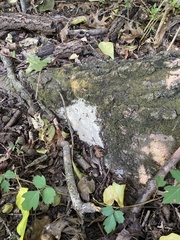 Kretzschmaria deusta