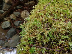 Galium triflorum