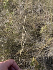 Hesperostipa curtiseta