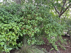 Psychotria nervosa