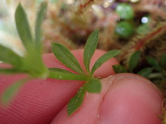 Galium triflorum