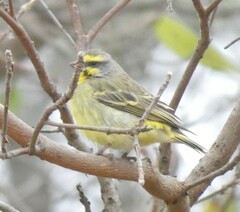Crithagra mozambica