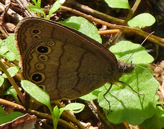 Hermeuptychia sosybius