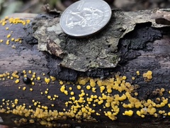 Calycina