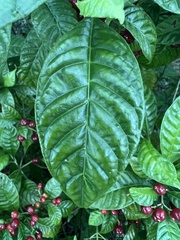 Psychotria nervosa