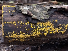 Calycina