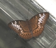 Tanaecia pelea