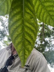 Psychotria nervosa