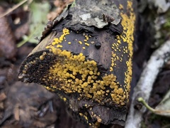 Calycina