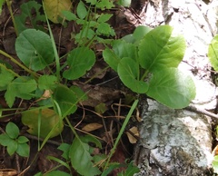 Pyrola rotundifolia