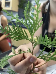 Thuja