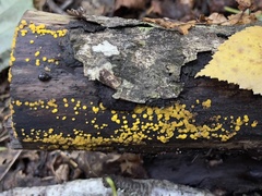 Calycina
