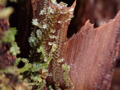 Calypogeia