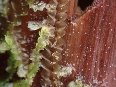 Calypogeia