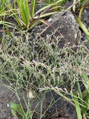 Limonium carolinianum