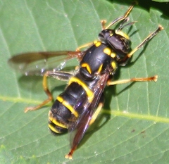Spilomyia sayi