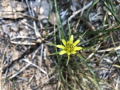 Tragopogon dubius