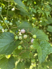 Ampelopsis