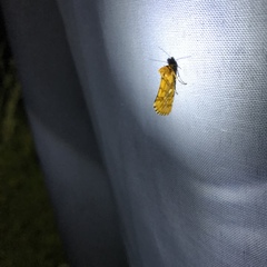 Chrysoecia dela