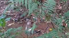 Gorsachius melanolophus