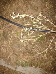 Centaurea calcitrapa